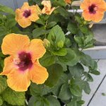 IMG_0665