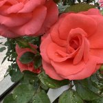 IMG_9207