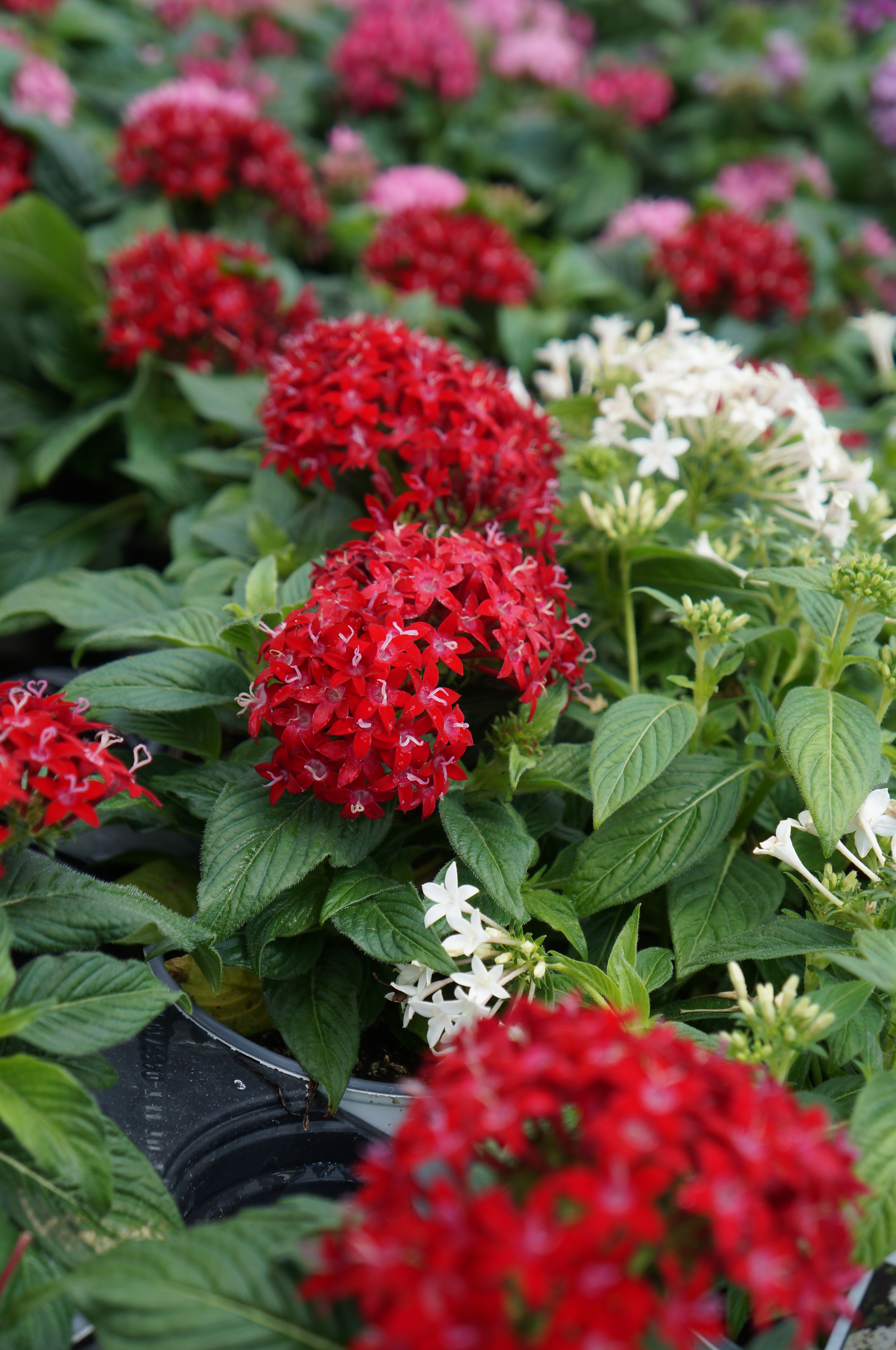 Local Flowers Ready for Planting
