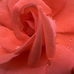 IMG_9206