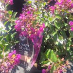 schmittels-shrubs-082023-1
