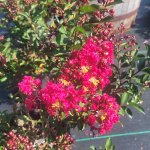 schmittels-shrubs-082023-2