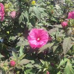 schmittels-shrubs-082023-3