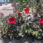 schmittels-shrubs-082023-4