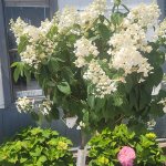schmittels-shrubs-082023-5