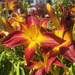 schmittels-shrubs-082023-6