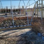 schmittels-shrubs-2023-1