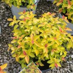 schmittels-shrubs-2023-2