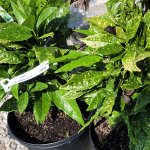 schmittels-shrubs-2023-3