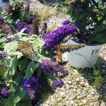 schmittels-shrubs-2023-4
