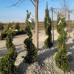 schmittels-shrubs-2023-5