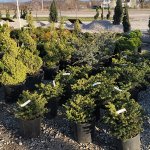 schmittels-shrubs-2023-6