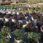 schmittels-shrubs-2023-7