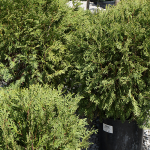 shrubs-st-louis-2.png