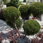 shrubs-st-louis-3.png