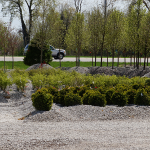 shrubs-st-louis-4.png