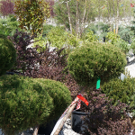 shrubs-st-louis-5.png