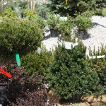 shrubs-st-louis-6.png