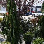shrubs-st-louis-7.png