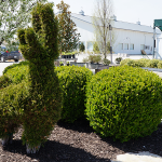 shrubs-st-louis.png