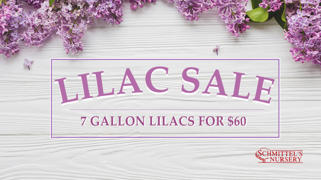 St. Louis Nursery Lilac Sale